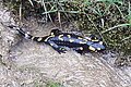 Feuersalamander in Dietfurt am Schütterer